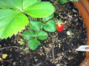 The first strawberry.
